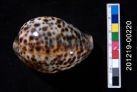 藏品(黑星寶螺)的圖片