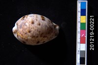 藏品(山貓寶螺)的圖片