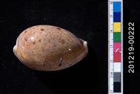 藏品(山貓寶螺)的圖片