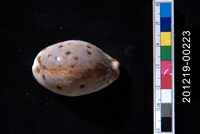 藏品(山貓寶螺)的圖片