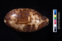 藏品(叢雲寶螺)的圖片