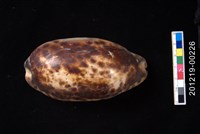 藏品(叢雲寶螺)的圖片