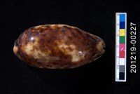 藏品(叢雲寶螺)的圖片