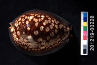 藏品(龜甲寶螺)的圖片