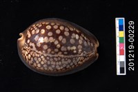 藏品(龜甲寶螺)的圖片