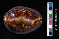 藏品(龜甲寶螺)的圖片