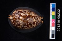 藏品(龜甲寶螺)的圖片