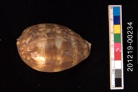 藏品(龜甲寶螺（幼貝）)的圖片