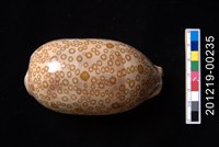 藏品(百眼寶螺)的圖片