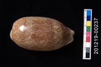 藏品(百眼寶螺)的圖片