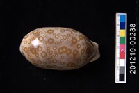 藏品(百眼寶螺)的圖片