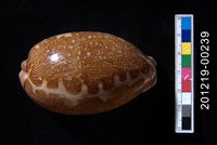 藏品(地圖寶螺)的圖片