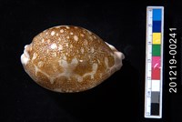 藏品(地圖寶螺)的圖片