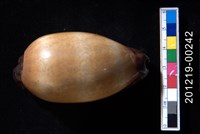 藏品(酒桶寶螺)的圖片