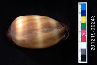 藏品(酒桶寶螺)的圖片