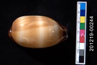 藏品(酒桶寶螺)的圖片