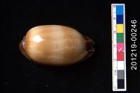 藏品(酒桶寶螺)的圖片