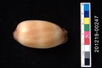 藏品(酒桶寶螺)的圖片