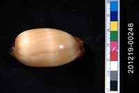 藏品(酒桶寶螺)的圖片