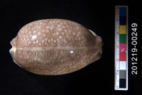 藏品(花枕寶螺)的圖片