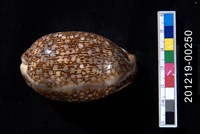 藏品(花枕寶螺)的圖片