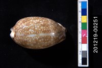 藏品(花枕寶螺)的圖片