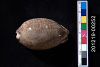 藏品(花枕寶螺)的圖片