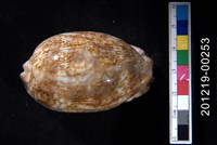 藏品(阿拉伯寶螺)的圖片