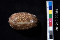 藏品(阿拉伯寶螺)的圖片