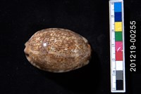 藏品(灰花枕寶螺)的圖片