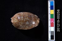 藏品(阿拉伯寶螺)的圖片