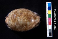 藏品(阿拉伯寶螺)的圖片