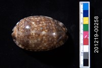 藏品(阿拉伯寶螺)的圖片