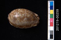 藏品(阿拉伯寶螺)的圖片