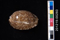 藏品(阿拉伯寶螺)的圖片