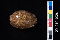 藏品(阿拉伯寶螺)的圖片