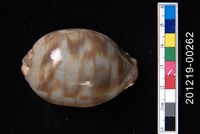 藏品(阿拉伯寶螺（幼貝） )的圖片