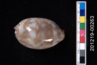 藏品(阿拉伯寶螺（幼貝） )的圖片