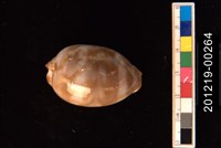 藏品(阿拉伯寶螺（幼貝） )的圖片