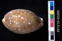 藏品(白星寶螺)的圖片