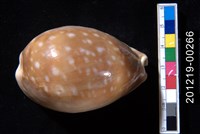 藏品(白星寶螺)的圖片