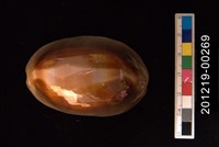 藏品(金棗寶螺)的圖片