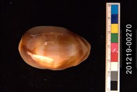 藏品(金棗寶螺)的圖片