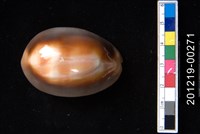 藏品(金棗寶螺)的圖片