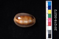 藏品(金棗寶螺)的圖片