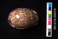 藏品(胎記寶螺)的圖片