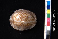 藏品(扁緣寶螺)的圖片