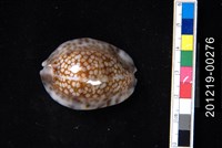 藏品(扁緣寶螺)的圖片