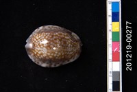 藏品(扁緣寶螺)的圖片