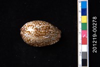 藏品(扁緣寶螺)的圖片